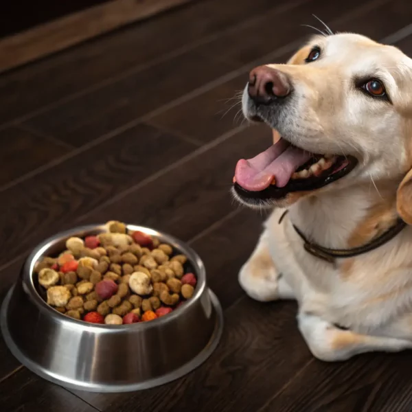 Custom Dog Meals 2